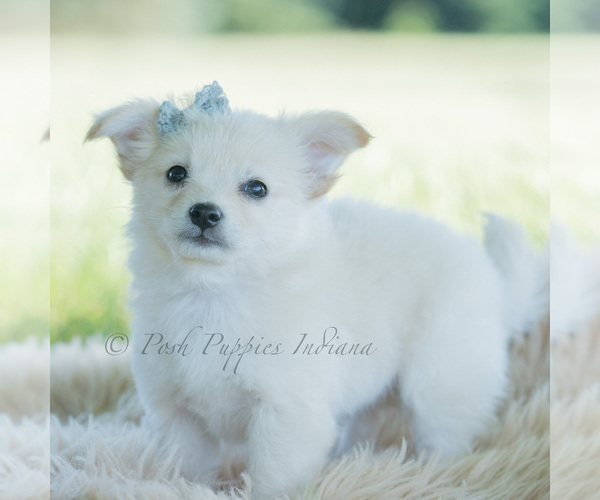 Medium Photo #122 Chihuahua Puppy For Sale in WARSAW, IN, USA