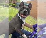 Small #2 American Pit Bull Terrier Mix