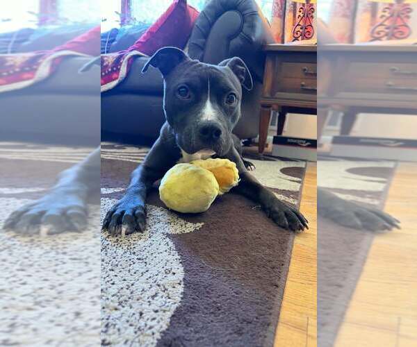 Medium Photo #9 Staffordshire Bull Terrier-Unknown Mix Puppy For Sale in Caldwell, NJ, USA