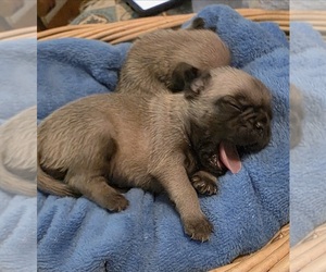 Pug Puppy for sale in SILVER SPRINGS, FL, USA