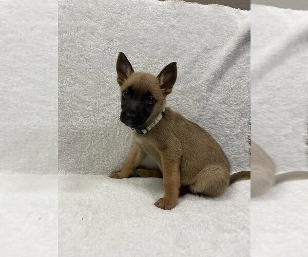 Medium Photo #3 Mutt Puppy For Sale in Imlay City, MI, USA
