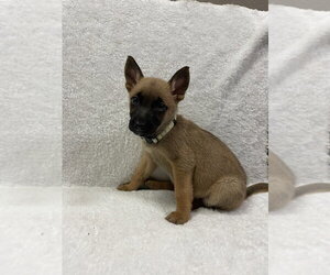 Hallowed Harvest - Baby Boo - Located in Florida - Female Mutt Dog for Adoption - Photo #3