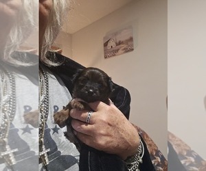 Chiweenie Puppy for sale in MURFREESBORO, TN, USA
