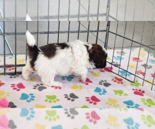 Medium Photo #5 ShihPoo Puppy For Sale in ORO VALLEY, AZ, USA