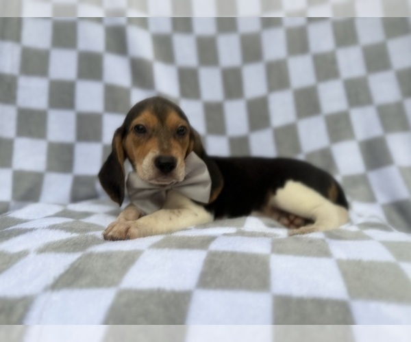 Medium Photo #8 Beagle Puppy For Sale in LAKELAND, FL, USA