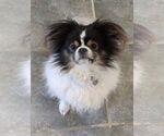 Small #3 Japanese Chin
