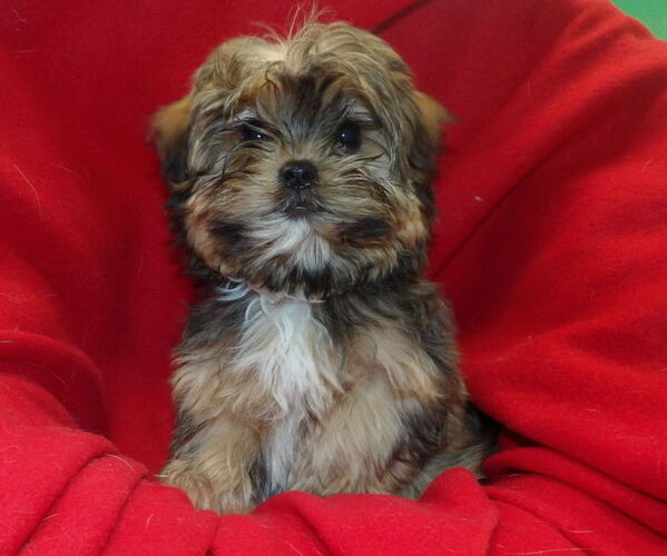 Medium Photo #1 Shorkie Tzu Puppy For Sale in PATERSON, NJ, USA
