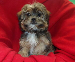 Shorkie Tzu Puppy for sale in PATERSON, NJ, USA