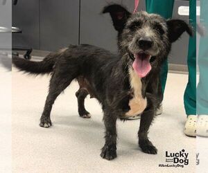 Mutt Dogs for adoption in Washington, DC, USA