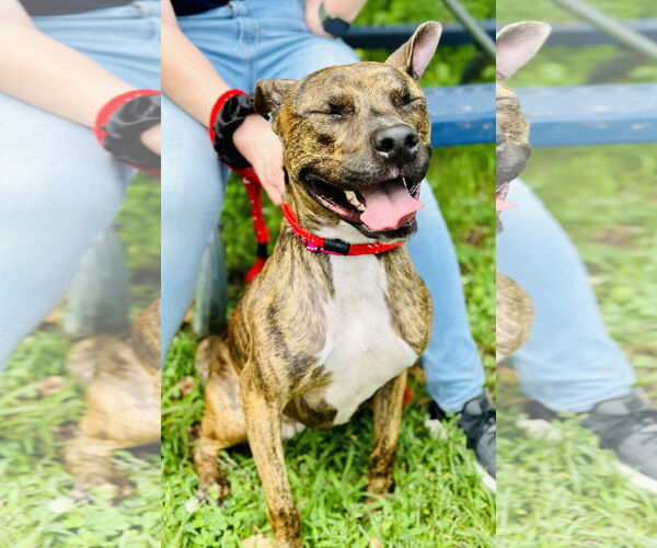 Medium Photo #2 American Pit Bull Terrier Puppy For Sale in Jackson , NJ, USA