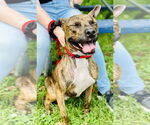 Small #1 American Pit Bull Terrier