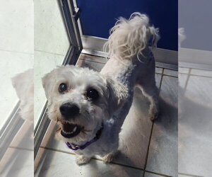 Maltese Dogs for adoption in Walnutport, PA, USA