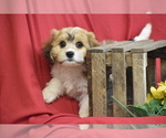 Small #3 Cavachon