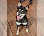 Small Shiba Inu