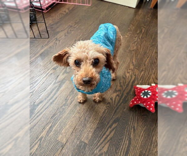 Medium Photo #2 Poodle (Miniature) Puppy For Sale in St. Louis Park, MN, USA