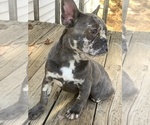 Small Photo #28 French Bulldog Puppy For Sale in BUSHKILL, PA, USA