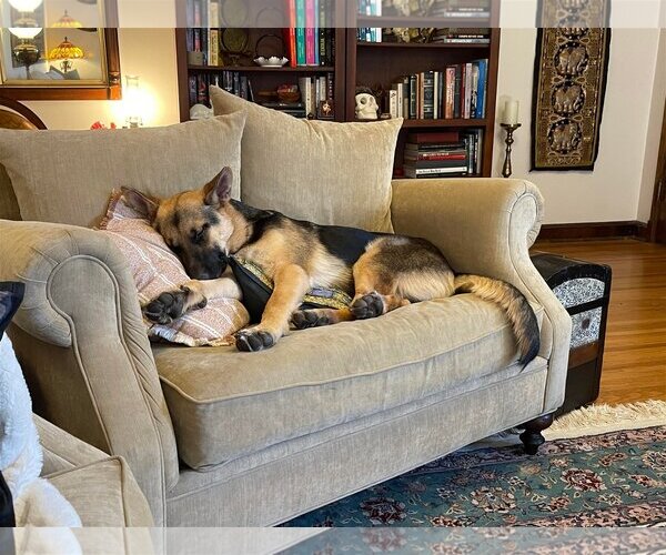 Medium Photo #10 German Shepherd Dog Puppy For Sale in Gretna, NE, USA