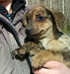 Small Photo #1 Mutt Puppy For Sale in LIBERTY, KY, USA