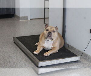Bulldog-Unknown Mix Dogs for adoption in Chestertown, MD, USA