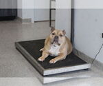 Small Bulldog Mix