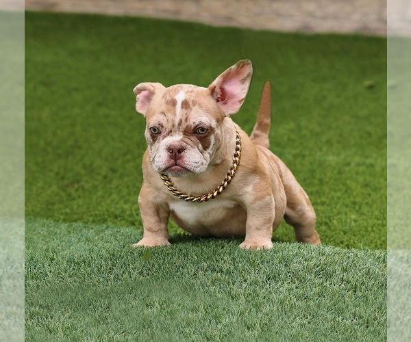 Medium Photo #1 American Bully Puppy For Sale in FONTANA, CA, USA