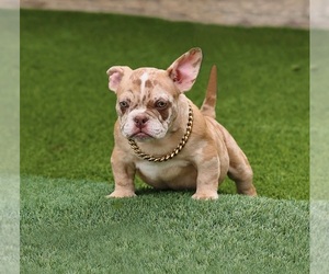 American Bully Puppy for sale in FONTANA, CA, USA