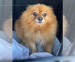 Small #3 Pomeranian
