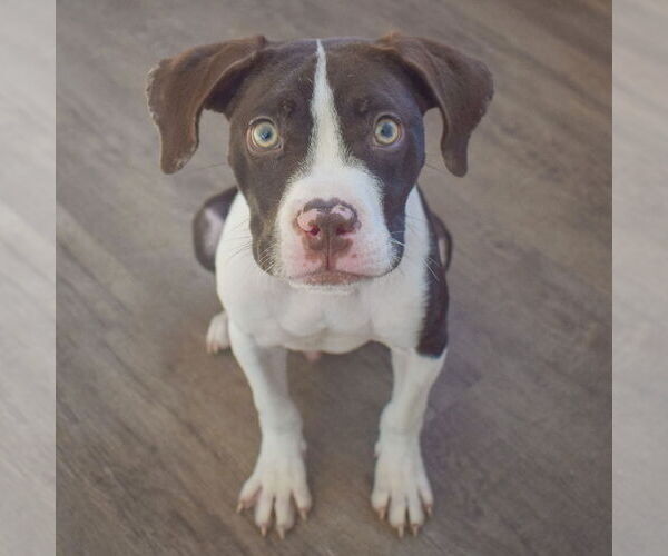 Medium Photo #3 American Staffordshire Terrier-Boxer Mix Puppy For Sale in Huntley, IL, USA