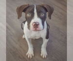 Small #2 American Staffordshire Terrier-Boxer Mix