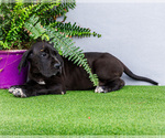 Small #4 Great Dane