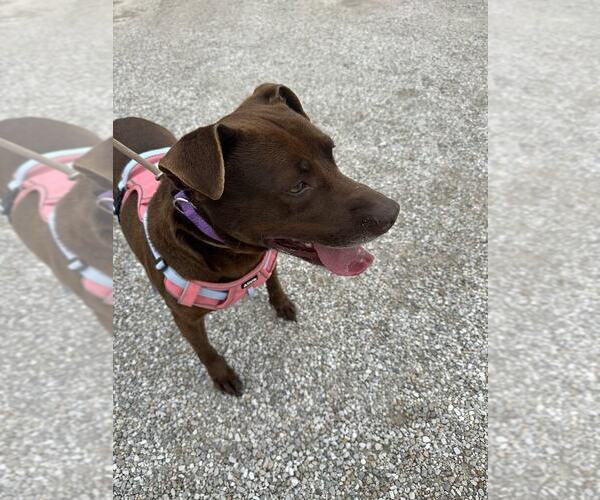Medium Photo #2 American Pit Bull Terrier-Labrador Retriever Mix Puppy For Sale in Evansville, IN, USA