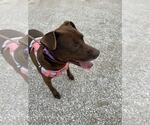 Small #1 American Pit Bull Terrier-Labrador Retriever Mix