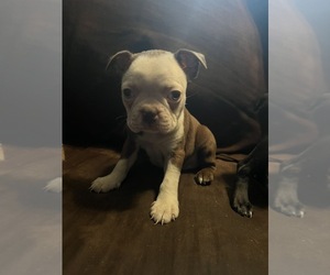 Boston Terrier Puppy for sale in ABILENE, TX, USA