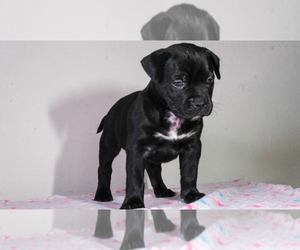 American Bulldog Puppy for sale in ATLANTA, GA, USA