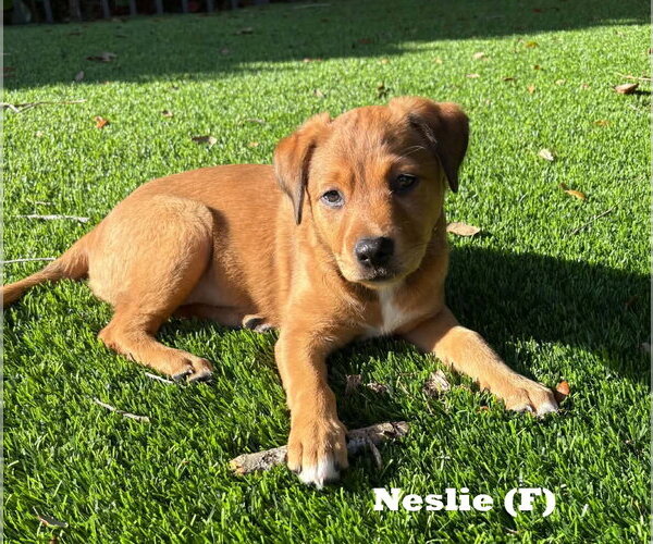 Medium Photo #1 Labrador Retriever-Unknown Mix Puppy For Sale in Royal Palm Beach, FL, USA