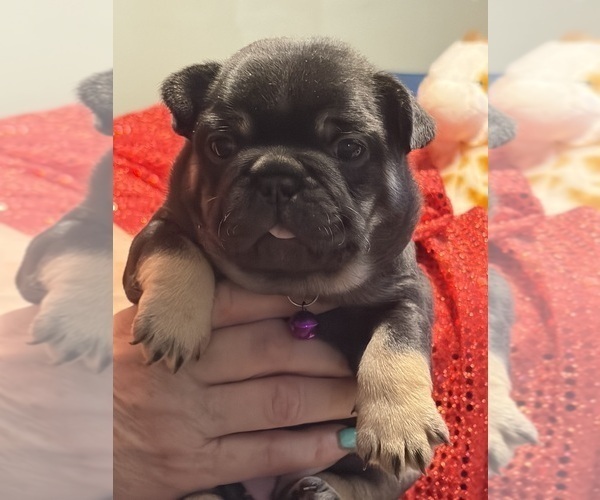 Medium Photo #1 French Bulldog Puppy For Sale in LEESVILLE, LA, USA