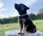 Small #11 German Shepherd Dog