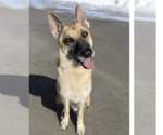 Small #8 German Shepherd Dog Mix