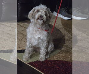 Maltese Dogs for adoption in Rosenberg, TX, USA