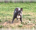 Small #1 French Bulldog