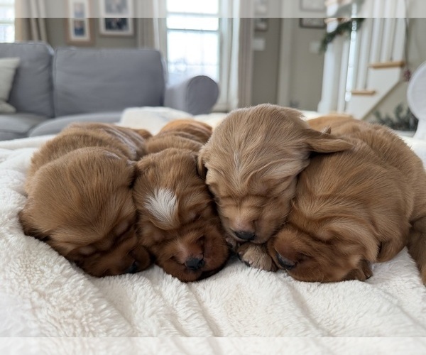 Medium Photo #9 Golden Retriever Puppy For Sale in DE PERE, WI, USA