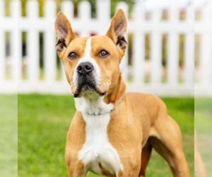 Mutt Dogs for adoption in Camarillo, CA, USA