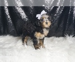 Small #4 Poodle (Toy)