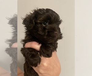 Havanese Puppy for sale in ATHENS, GA, USA