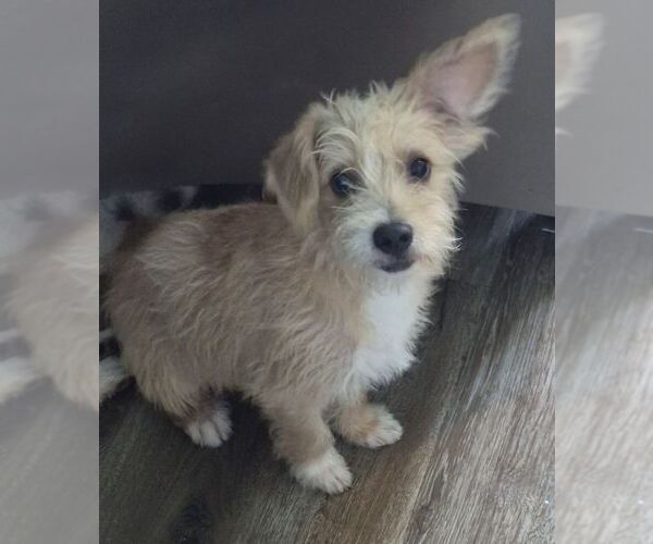 Medium Photo #2 Cairn Terrier-Unknown Mix Puppy For Sale in Carrollton, TX, USA