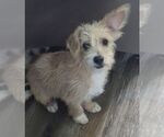 Small #1 Cairn Terrier Mix