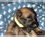 Small Photo #183 Belgian Malinois Puppy For Sale in REESEVILLE, WI, USA