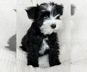 Schnauzer (Miniature) Puppy for sale in IDEAL, GA, USA