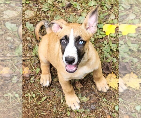 Medium Photo #1 Carolina Dog-Unknown Mix Puppy For Sale in Rockaway, NJ, USA