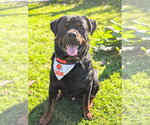 Small Photo #2 Rottweiler Puppy For Sale in Rootstown, OH, USA
